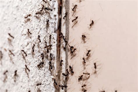 螞蟻 大量 出現 徵兆 門檻值
